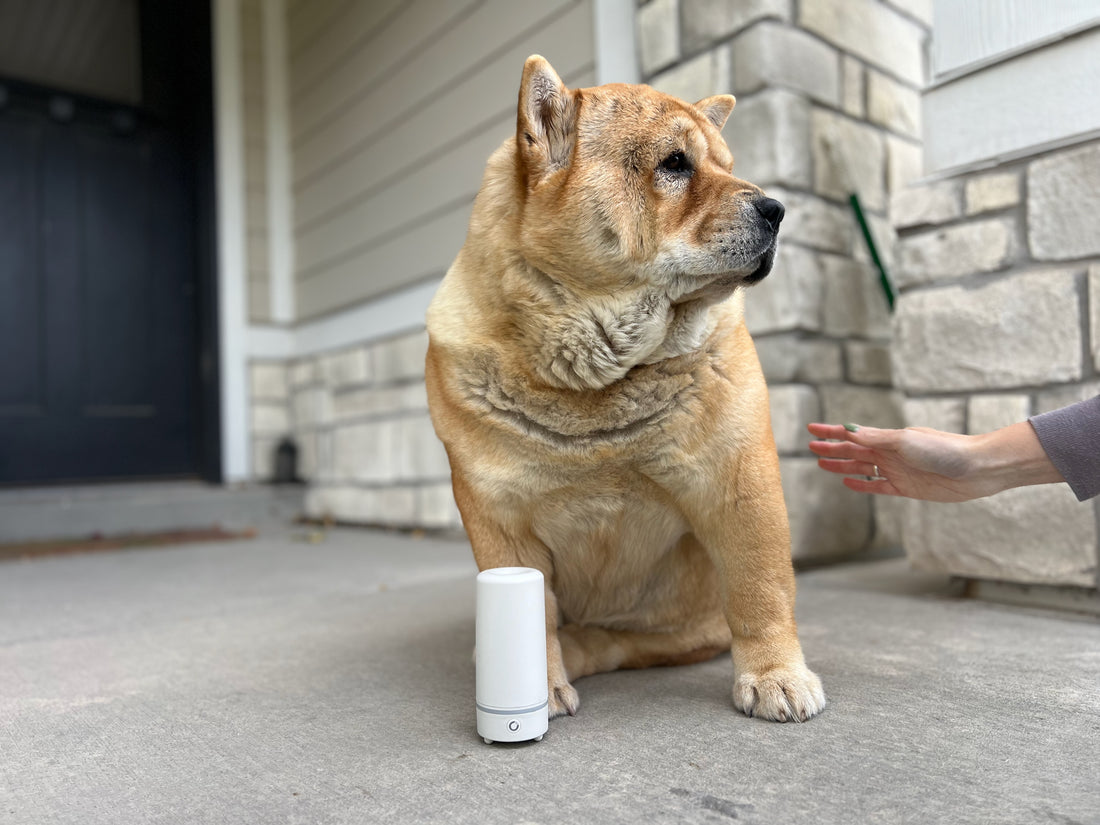 Why the AirMoji 2 is the Perfect Pet-Friendly Fragrance Solution for Your Home